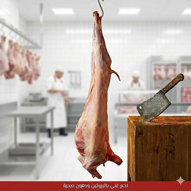 تيس كشميري مبرد وسط (8-9 كيلو)